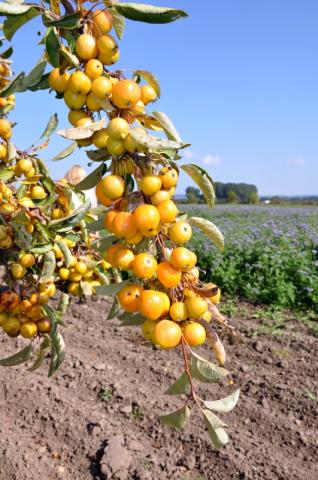 Malus x zumi 'Golden Hornet'